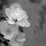 そのデッサン、あなたが一番魅せたいものは何ですか?ストレートに伝わる表現にするための考え方とは?