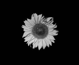 スケッチやデッサンをするには、どんなモチーフを選ぶのかも上達に関わる大事なポイントです