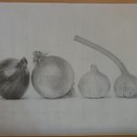 ニンニクと玉ねぎのデッサン添削