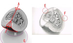 【受講生デッサン添削】「空間のカタチ」の違いも認識しておくことで正確なカタチが描けるようになります